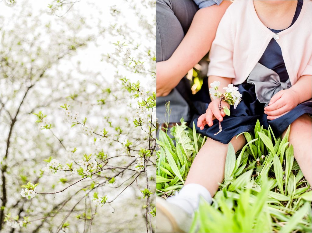 Cherry orchard blossoms