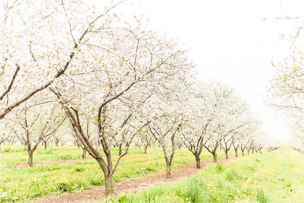 Cherry tree farm