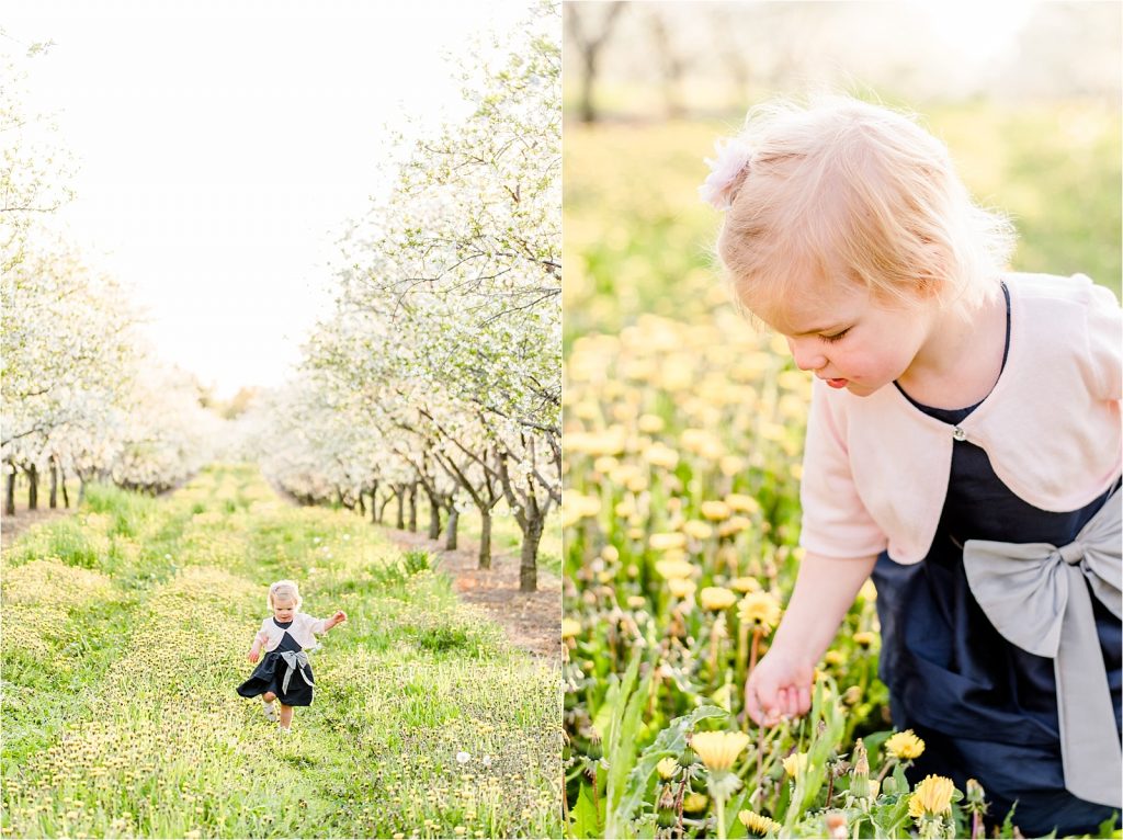 Cherry orchard little girl walking