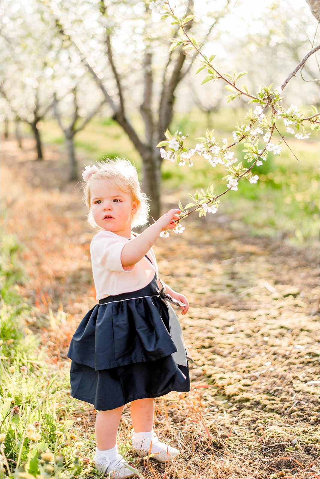Cherry orchard little girl smelling blossom