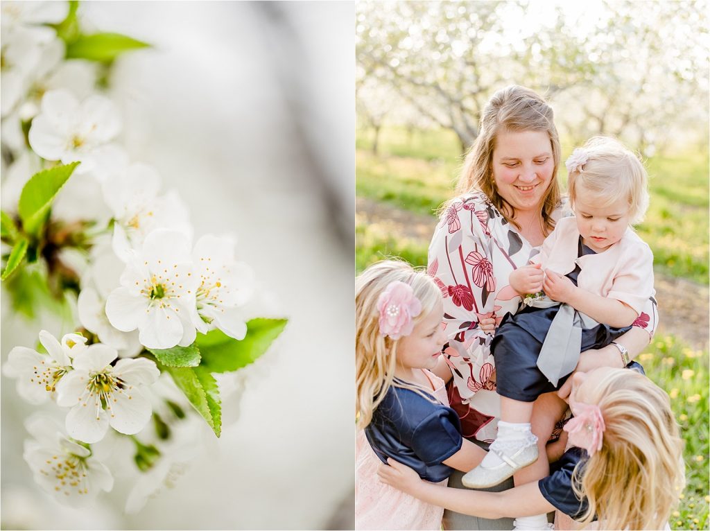 Cherry tree farm blossom, mom hugging children