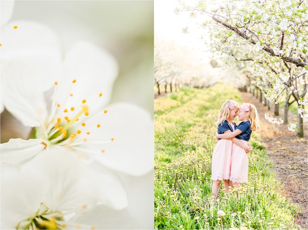 Cherry orchard blossom and twins hugging